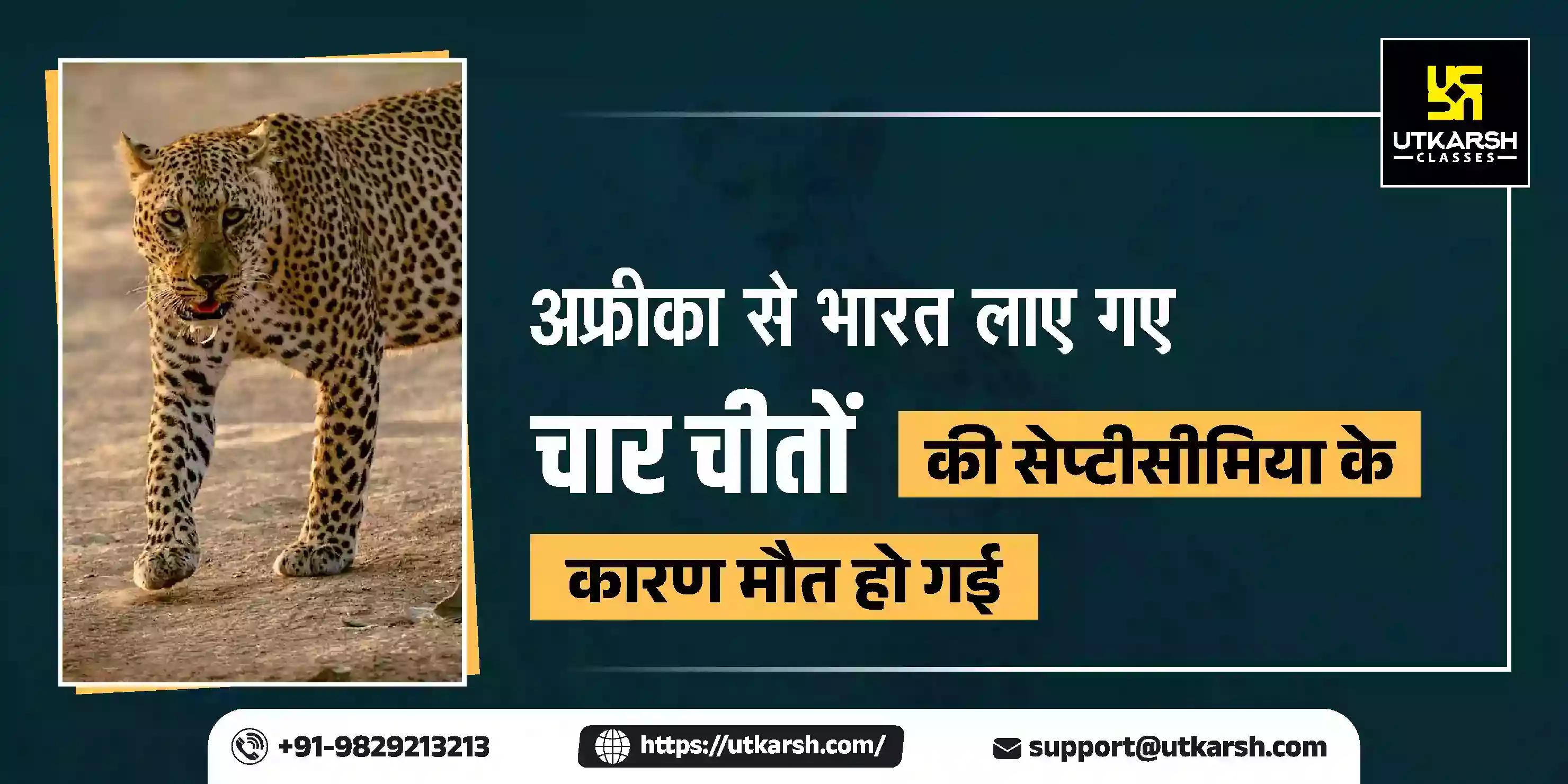 सेप्टीसीमिया के कारण हुई अफ्रीका से भारत लाए गए चार चीतों की मृत्यु